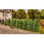 Thuja Hedge- Noch 21547
